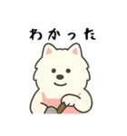 サモエド掃除中（個別スタンプ：26）