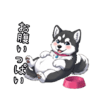 日常に溶け込むマラミュート(女の子)（個別スタンプ：12）