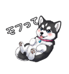 日常に溶け込むマラミュート(女の子)（個別スタンプ：24）