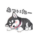 日常に溶け込むマラミュート(女の子)（個別スタンプ：32）