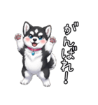 日常に溶け込むマラミュート(女の子)（個別スタンプ：34）