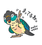 ウロコインコの日常で使えるスタンプ2（個別スタンプ：11）