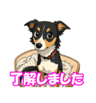 ボーダーコリーの連絡用スタンプ3（個別スタンプ：1）