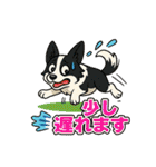 ボーダーコリーの連絡用スタンプ3（個別スタンプ：8）
