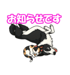ボーダーコリーの連絡用スタンプ3（個別スタンプ：12）