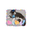 ニャンズ9（個別スタンプ：1）