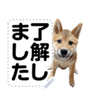 柴犬ゴマちゃんのメッセージスタンプ 2（個別スタンプ：1）