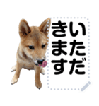 柴犬ゴマちゃんのメッセージスタンプ 2（個別スタンプ：3）