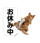 柴犬ゴマちゃんのメッセージスタンプ 2（個別スタンプ：4）