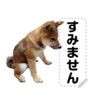 柴犬ゴマちゃんのメッセージスタンプ 2（個別スタンプ：5）