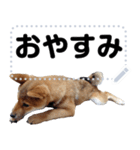 柴犬ゴマちゃんのメッセージスタンプ 2（個別スタンプ：7）
