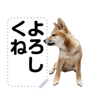 柴犬ゴマちゃんのメッセージスタンプ 2（個別スタンプ：9）
