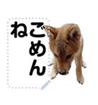 柴犬ゴマちゃんのメッセージスタンプ 2（個別スタンプ：10）