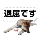 柴犬ゴマちゃんのメッセージスタンプ 2（個別スタンプ：13）