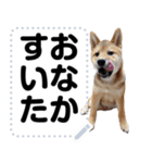 柴犬ゴマちゃんのメッセージスタンプ 2（個別スタンプ：15）