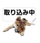 柴犬ゴマちゃんのメッセージスタンプ 2（個別スタンプ：16）