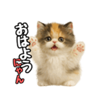 日常会話verエキゾチックショートヘアー（個別スタンプ：1）