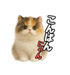 日常会話verエキゾチックショートヘアー（個別スタンプ：3）