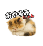 日常会話verエキゾチックショートヘアー（個別スタンプ：4）