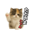 日常会話verエキゾチックショートヘアー（個別スタンプ：5）