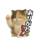 日常会話verエキゾチックショートヘアー（個別スタンプ：9）