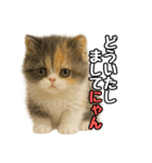 日常会話verエキゾチックショートヘアー（個別スタンプ：10）