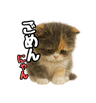 日常会話verエキゾチックショートヘアー（個別スタンプ：11）