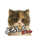 日常会話verエキゾチックショートヘアー（個別スタンプ：12）