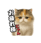日常会話verエキゾチックショートヘアー（個別スタンプ：13）
