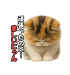 日常会話verエキゾチックショートヘアー（個別スタンプ：14）