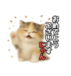 日常会話verエキゾチックショートヘアー（個別スタンプ：15）