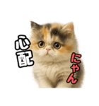 日常会話verエキゾチックショートヘアー（個別スタンプ：22）