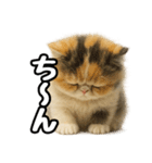 日常会話verエキゾチックショートヘアー（個別スタンプ：24）