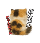日常会話verエキゾチックショートヘアー（個別スタンプ：30）