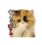 日常会話verエキゾチックショートヘアー（個別スタンプ：34）