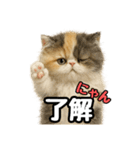 日常会話verエキゾチックショートヘアー（個別スタンプ：37）