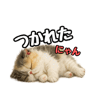 日常会話verエキゾチックショートヘアー（個別スタンプ：38）