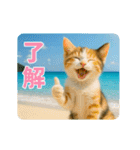 ずっと使える♡夏のねこ（個別スタンプ：4）