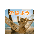 ずっと使える♡夏のねこ（個別スタンプ：5）