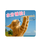 ずっと使える♡夏のねこ（個別スタンプ：9）