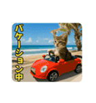 ずっと使える♡夏のねこ（個別スタンプ：12）