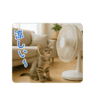 ずっと使える♡夏のねこ（個別スタンプ：13）