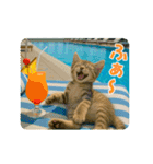 ずっと使える♡夏のねこ（個別スタンプ：14）