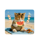 ずっと使える♡夏のねこ（個別スタンプ：15）