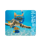 ずっと使える♡夏のねこ（個別スタンプ：16）