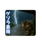 ずっと使える♡夏のねこ（個別スタンプ：17）