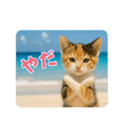 ずっと使える♡夏のねこ（個別スタンプ：20）
