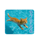 ずっと使える♡夏のねこ（個別スタンプ：21）