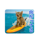 ずっと使える♡夏のねこ（個別スタンプ：22）