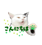 心霊配信者えだまめさん  4（個別スタンプ：16）